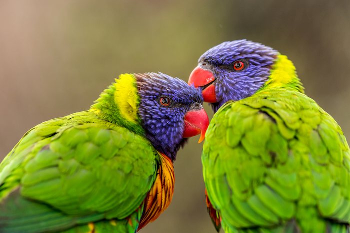 ציפור אהבה תשחץ
